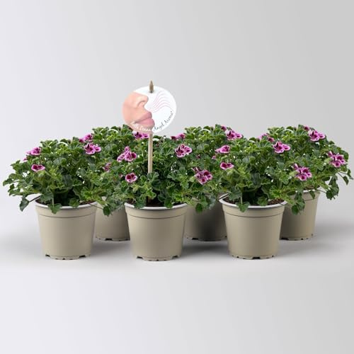 Duftgeranie 'Angel Aroma®Jady®', pink-bordeaux, Topf-Ø 12 cm, 6 Pflanzen