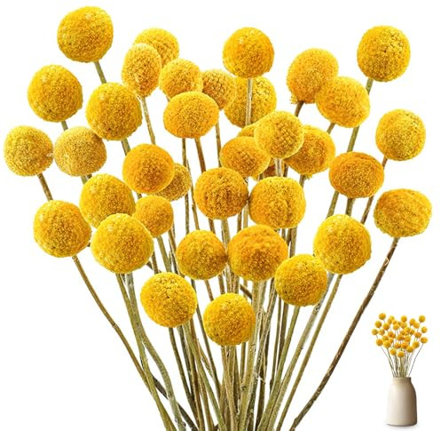 HIULLEN 40 Stück Billy Bälle Blumen Getrocknet, 43 cm Trockenblumen Gelb, Natürliche Craspedia Getrocknete Blumen, Natur trocken Pflanze für DIY Blumenarrangements, Hochzeit, Zuhause, Hohe Vase