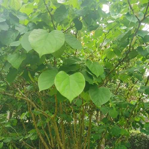 semillas judas resistentes para el jardín, de tallo resistente comprar jardín aptas para las 20pcs
