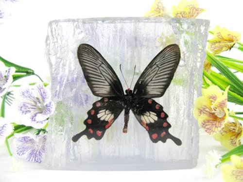 In Kunstharz gegossene Schmetterlinge, Insekten, Skorpione und mehr. Briefbeschwerer, Icemountain, nicht scharfkantig (Schmetterling 08)