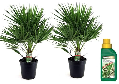Plant in a Box - Chamaerops Humilis - Bouclier bas - Lot de 2 - Avec conditionneur de palmier - Palmiers de jardin - Rustiques - Pot 21cm - Hauteur 70-80cm
