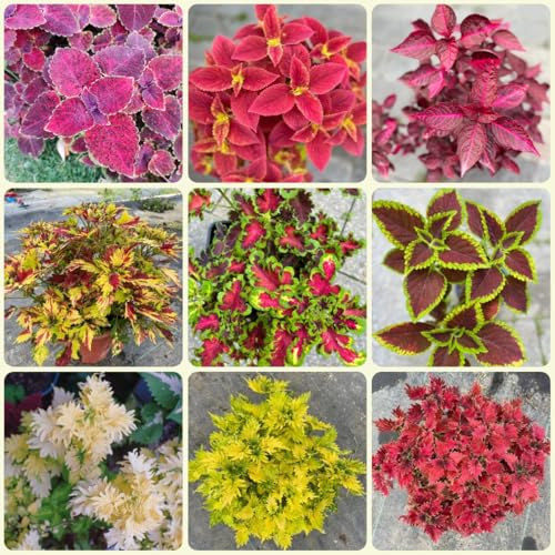 buntnesselsamen mehrjährig, winterharte stauden balkon, garten bodendecker hochbeet 400pcs