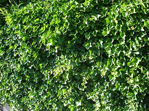 Lierre D'irlande Hibernica C 3 Litres