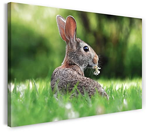 Printistico Leinwandbild (40x30cm) Hase, Wiese Natur Blumen, kühle Farbe, Tier-Fotos, Natur-Fotografie, echter Holz-Keilrahmen inkl. Aufhänger, handgefertigt in Deutschland