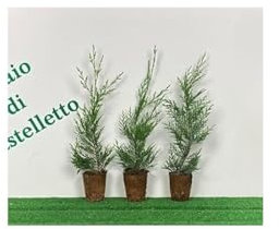 Cipresso di Leyland Cupressocyparis leylandii 24 piante in vaso biodegradabile ø8 cm