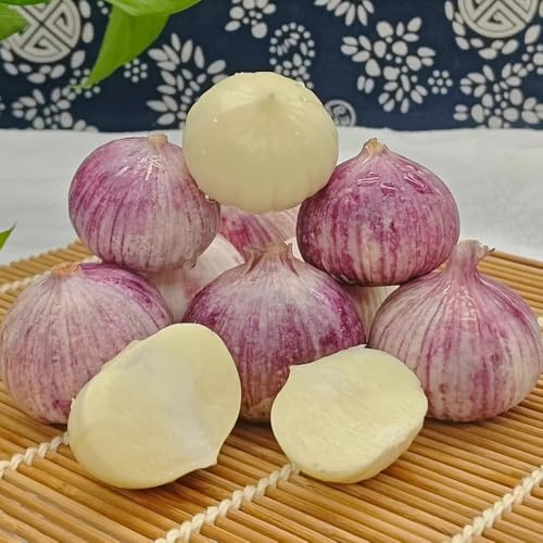 semillas de ajo resistentes, jardín el balcón ajo para de silvestres, para camas elevadas, jardín 100pcs