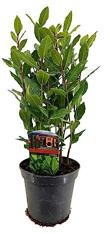 Árbol de Laurel Mediterráneo DECOALIVE Planta Natural para Terraza y Jardín