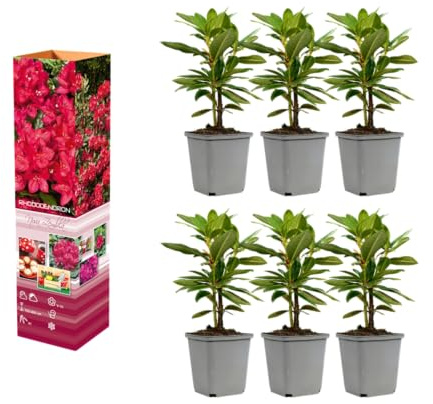 Rhododendron Mischung winterharte Rhododendren 20–38 cm im 9 cm Topf immergrüne Blütensträucher für Garten und Schattenbeet (6, 'Nova Zembla' - Rot)