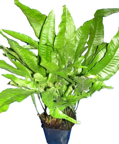 Mutterpflanze Microsorum pteropus Javafarn, Aquarienpflanzen, Wasserpflanzen