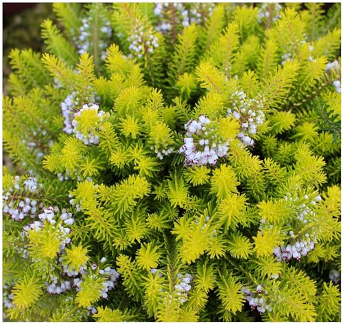 GrowOn Shrubs [x4] Cornish Heather Erica Vagans 'Yellow John' | Multi-Pack | Evergreen Shrubs | Outdoor Garden Ready Plants | Summer Flowering | Lilac, White Flowers