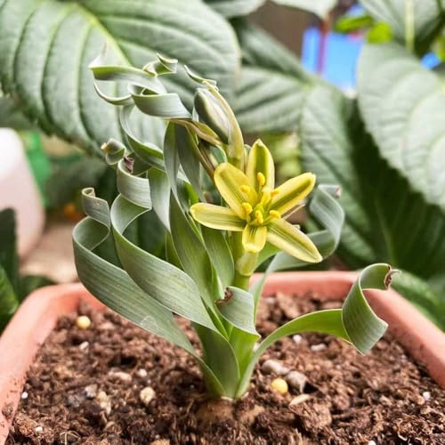 Semi di Albuca Spiralis,decorazione di edera,coltivazione di semi da interno,regali da giardino verdi,da appartamento 20pcs