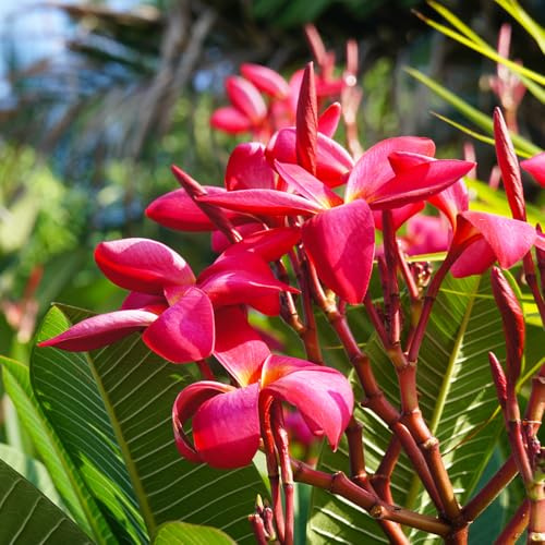 frangipanisamen kaufen, plumeria, garten balkon deko wohnzimmer outdoor 50pcs