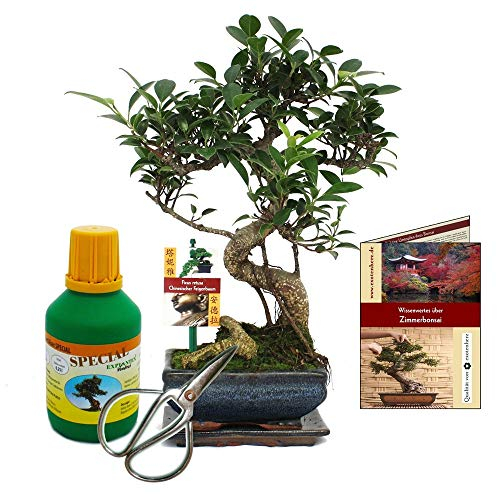 Exotenherz - Geschenkset BonsaiFicus - Chinesischer Feigenbaum - ca. 6 Jahre alt - Anfänger-Set