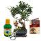 Coffret Bonsaï BonsaïFicus - Figuier chinois - ca. 6 ans - set débutant