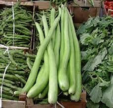 ZUCCA DA PERGOLA NR.20 SEMI