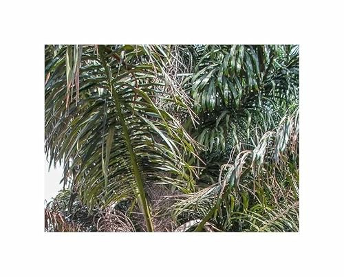Stk - 5x Arenga pinnata - Zuckerpalme Fiederpalme Palme Pflanzen - Samen ID1773 - Seeds & Plants Shop by Ipsa