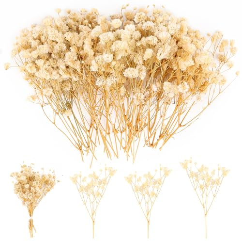 100 Stück Schleierkraut Getrocknet Weiß Trockenblumen Schleierkraut zum Basteln Natürliche Gypsophila Getrocknete Blumen für DIY Hochzeit, Heimdeko, Kunsthandwerk und Party