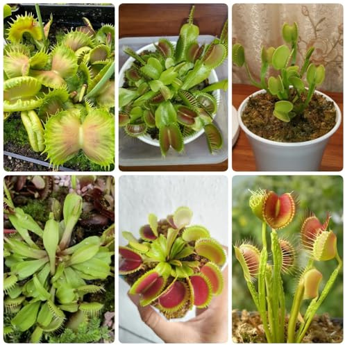 Venusfliegenfalle - büropflanzen Dionaea muscipula - kübelpflanzen pflanzensamen zimmerpflanzen balkon 200pcs