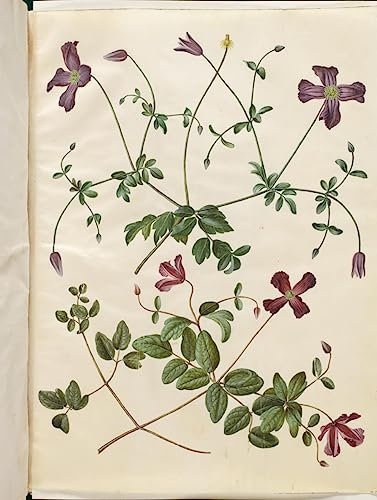 GKAZGQPR Famous Painting Modern Prints Artwork Wall Art Clematis Viticella by Hans Simon Holtzbecker Modern Prints for Wall Decor 60x90cm