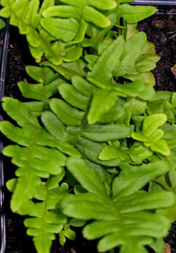 Staudenkulturen Wauschkuhn Polypodium vulgare - Tüpfelfarn - Farn im 9cm Topf
