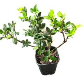 Planta Natural DECOALIVE Acebo Vivo Ideal para Decorar el Hogar en Navidad