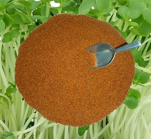 Kresse Gartenkresse Großblättrige Züchtersaat – 500 g frische, reine Ware