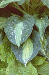 Hosta Kiwi Full Monty