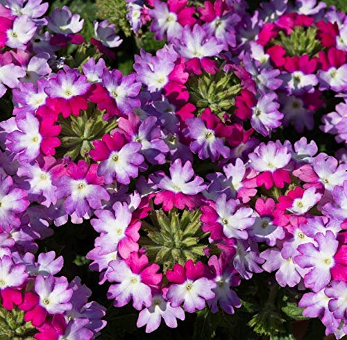 South Eastern Horticultural Verbena Trailing Sparkle 'Purple Blues' Basket/Garden Trailing Plug Plants Pack x6