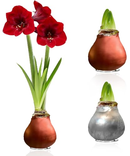 Amaryllis in Wachs Silber, Bronze - Wachsamaryllis Blumenzwiebeln - Amaryllis Zwiebel in Großformat 26/28 - Exklusive Echte Pflanzen aus Holland, Hippeastrum (keine Samen,nicht künstlich)