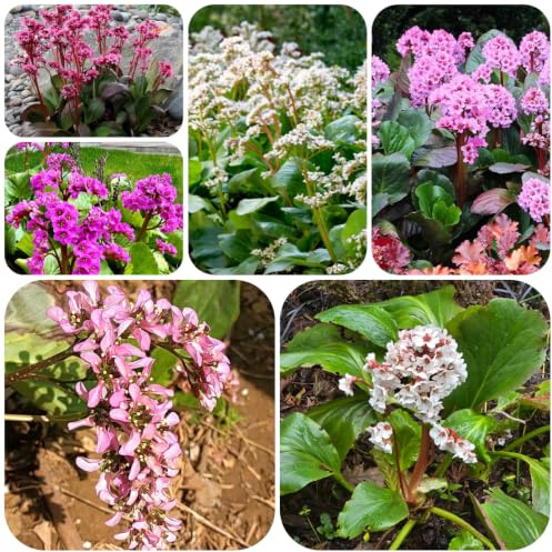 Bergenia decoraciones resistentes jardín exteriores 200semillas