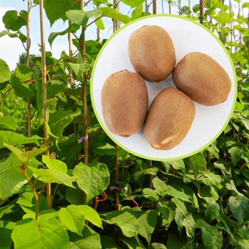 Kiwi, 2 piante alte 100-120 cm, vaso 16, Actinidia Deliciosa