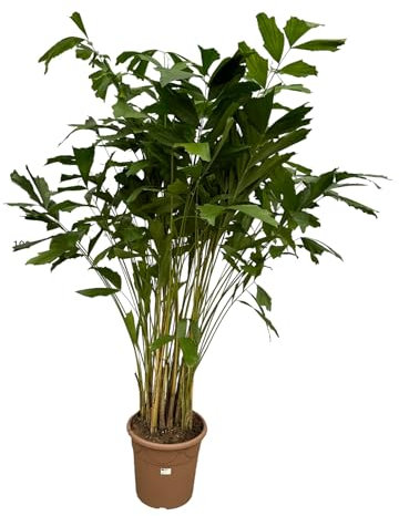 Trendyplants - Caryota Mitis - Palmier en queue de poisson - Plante d'intérieur - Hauteur 200-220 cm - Taille du pot Ø40cm