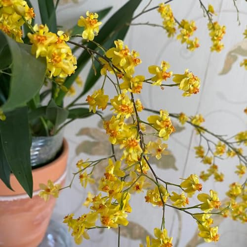 Oncidium bonsai topf wildkräuter wildblumen balkonblumen Orchidee wildblumensamen indoor kräutergarten gartensamen pflanzensamen zimmerpflanzen schmetterlingsflieder hochbeet balkon 100samen