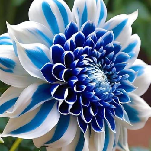 Dalia - Resistente, Perenne/Grandi Dimensioni/Ideale per Giardini e Balconi/Adatta ai Principianti-4Rizomi-C