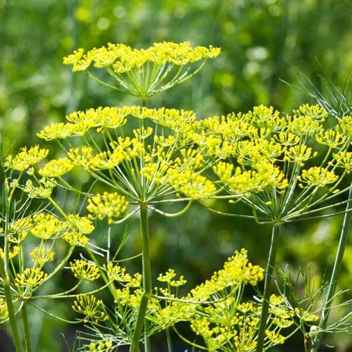 Semi di aneto - aromatiche da giardino semi di aromatiche raro vecchie varietà prodotti sostenibili per giardinieri selvatiche da balcone esotico 200pcs