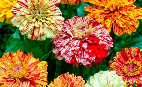 PREMIER SEEDS DIRECT - Zinnia - ELEGANS - Peppermint Stick Mix - 40 GRAM ~ Approx 4800 Finest Seeds - Bulk