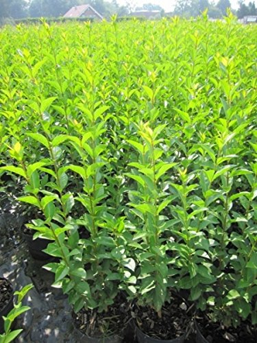 Baumschule Pflanzenvielfalt Ligustrum ovalifolium - Ovalblättriger Liguster - wintergrüner Liguster -