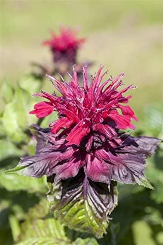 Monarda didyma 9x9 cm Topf – Winterhart, Mehrjährig, Pflegeleicht – Indianernessel – Staude für Beet & Rabatte