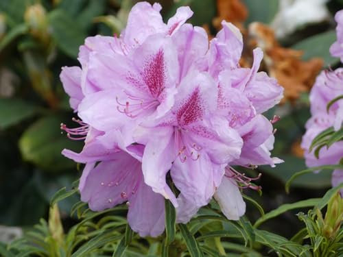 Rhododendron ponticum Filigran - Wild Rhododendron - 30-40cm