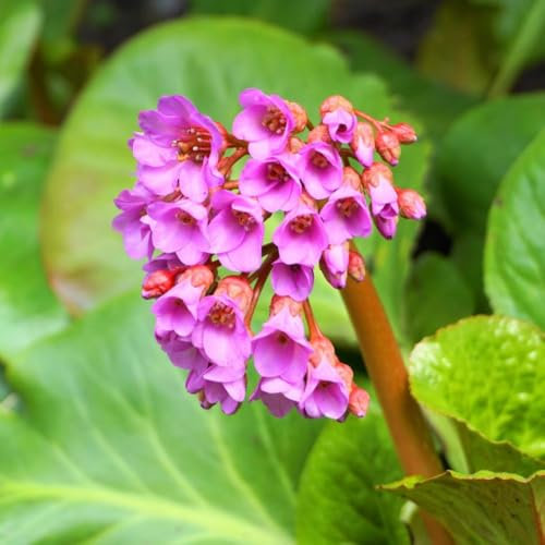 Bergenia Purpurascens - Hardy Perennial with Pink Spring Flowers - Ideal for Cottage Gardens - Low Maintenance Evergreen Foliage – 2X 1 Litre Potted Plant by Thompson & Morgan