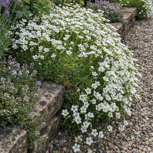 Bloomique - 6er - Set - Steinbrech Teppich Weiß - Reichblühend - Winterhart - Höhe 10-20 cm - Topf 9 cm