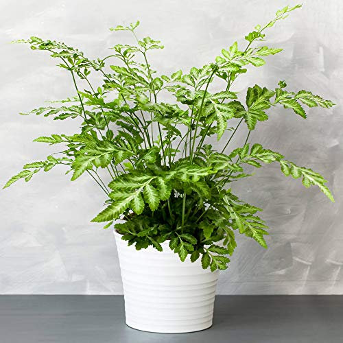 1 x Pteris Evergremiensis - Silver Lace Fern | 25-35cm Indoor Potted Plant Gift