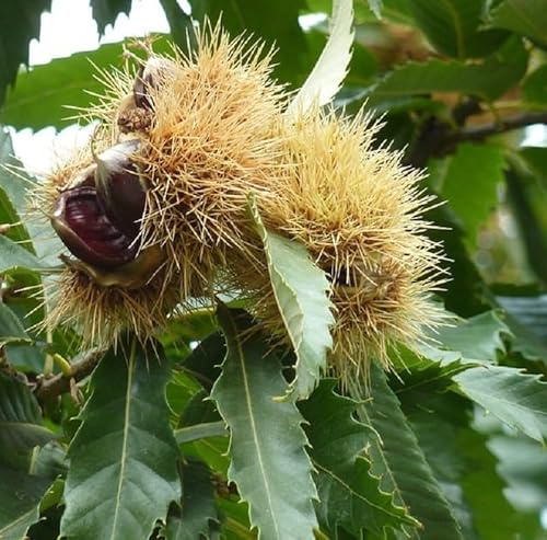 Albero Castagno - Età 3 anni