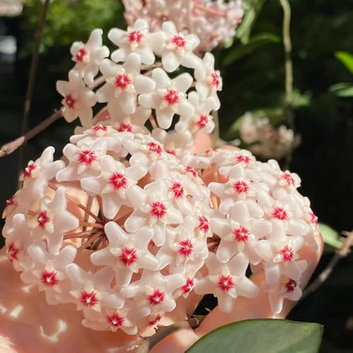 HoyaPflanzeSamen,WachsblumeSamen,Pflanzensamen,langer Blütezeit für eine,deko garten,ausgefallene geschenke garten geschenk 450pcs