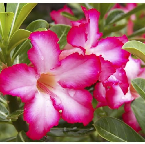 Adenium obesum bulbi,che fioriscono due volte in primavera e in autunno,bulbi di fiori resistenti alla siccità,rosa del deserto,bulbi rosa del deserto(senza semi,non artificiali)- 4bulbi-C