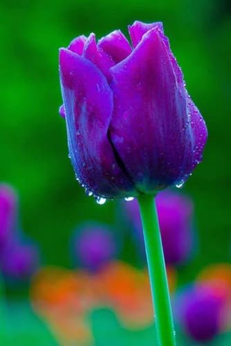 Tulip Bulbs for Planting Now UK Strong Plants That Grow Well Mix Golden Jade Carving Feels Perfect UK Now Simple Planting Perennial