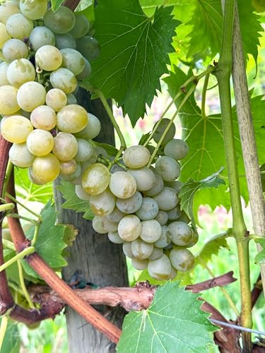 Tafeltraube Garantos | robust & aromatisch | Große, knackige Beeren mit Muskatgeschmack | Winterhart & pilzfest | Perfekt für Garten & Pergola | 3-jährige getopfte Weinrebe