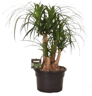 Fresh Plants Zimmerpflanzen -Nolina - Elefantenfuß XXL - Topf Ø 23 cm - Höhe ca. 60 cm