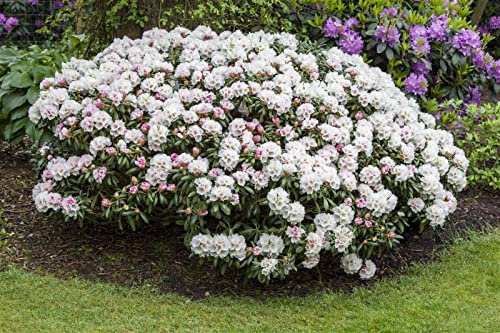 Rhododendron yakushimanum 'Dreamland' 25–30 cm – Winterhart, Immergrün, Pflegeleicht – Rhododendron – Zierstrauch für Garten & Kübel
