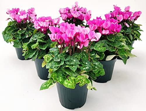 POWERS TO FLOWERS - CICLAMINO SUPERSERIE ROSA, FIORITURA EXTRA, 6 PIANTE, VASO 12CM, piante vere